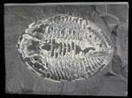 Pseudogygites Trilobite - Ontario #42798-1